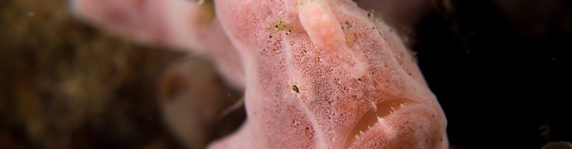 Frogfish: Masters of Disguise