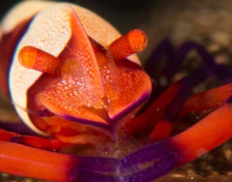 Facts About the Commensal Emperor Shrimp