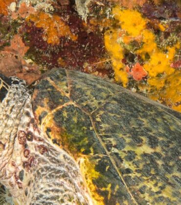 Turtle, The Most Popular Resident of Bunaken