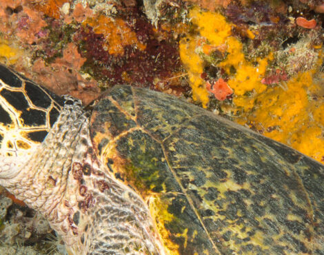 Turtle, The Most Popular Resident of Bunaken