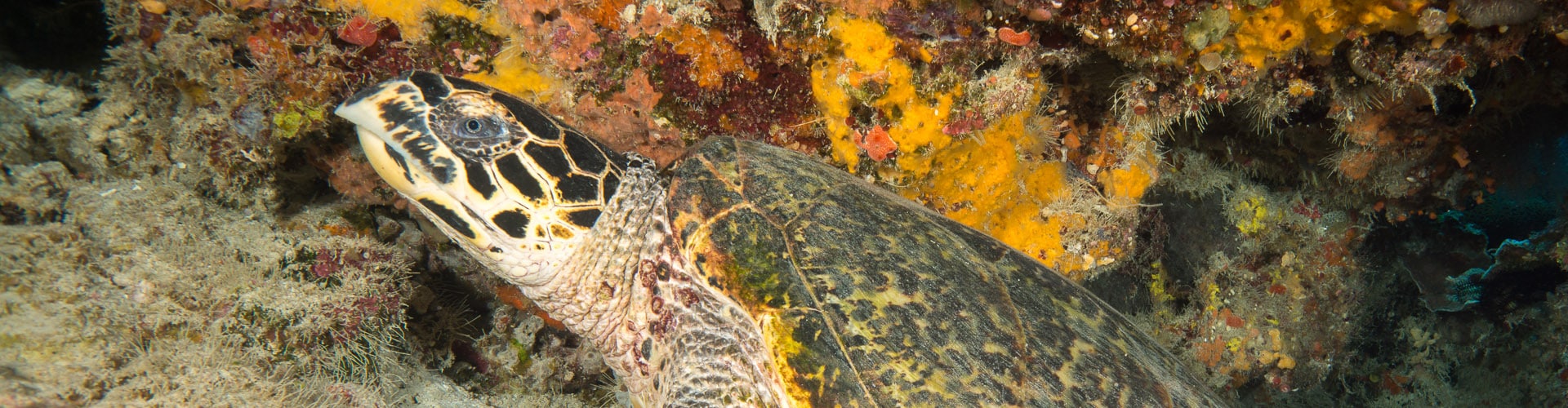 Turtle, The Most Popular Resident of Bunaken