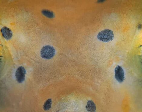 Bizarre Boxfish