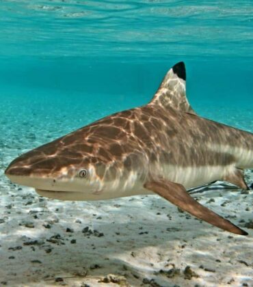 Blacktip Reef Shark