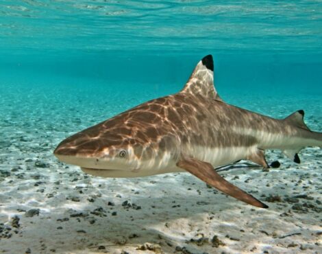 Blacktip Reef Shark