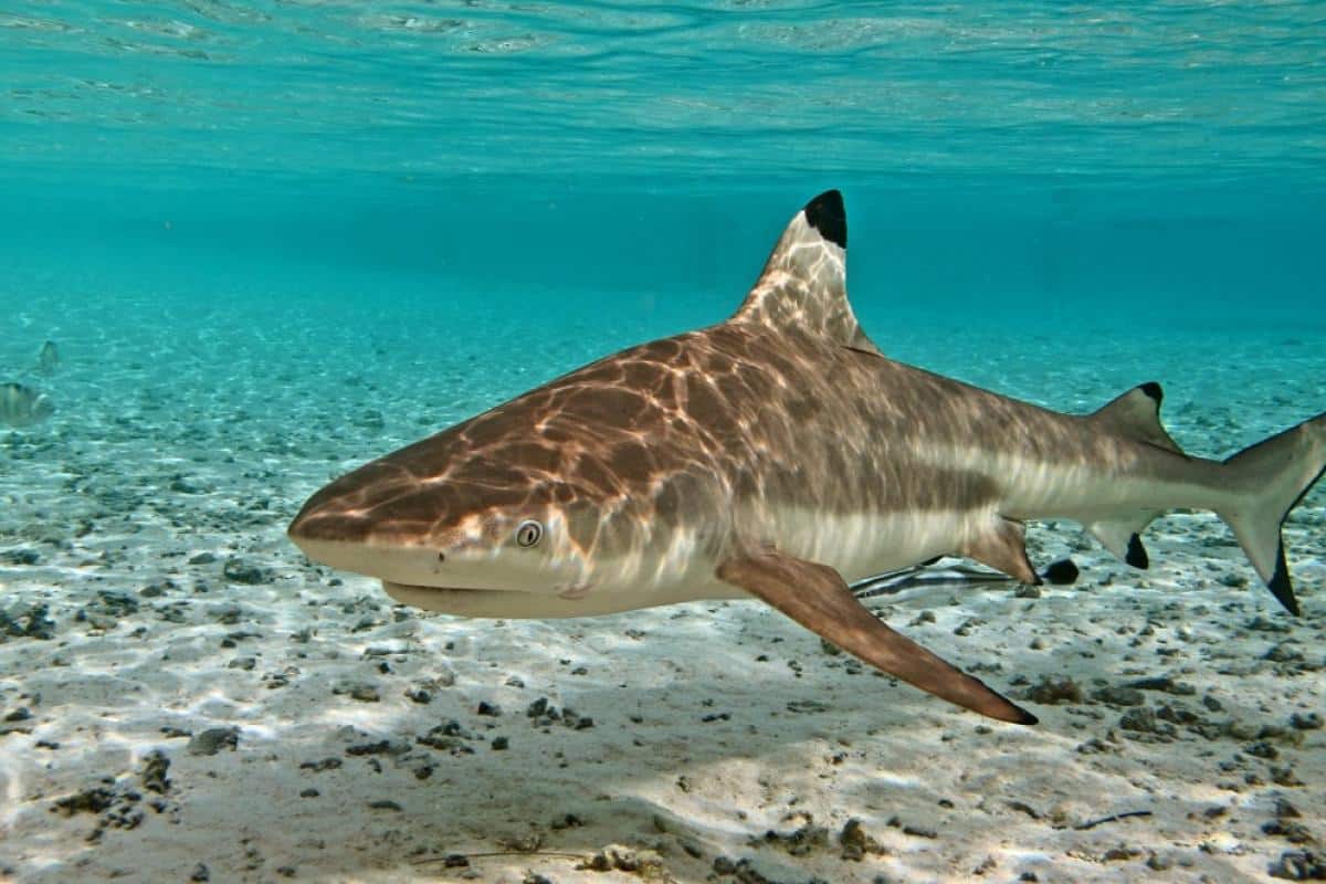 Blacktip Reef Shark