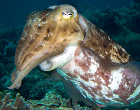 Discovering the Enchanting Cephalopods of Bunaken Marine Park
