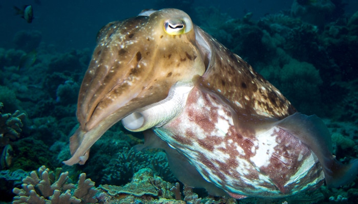 Discovering the Enchanting Cephalopods of Bunaken Marine Park