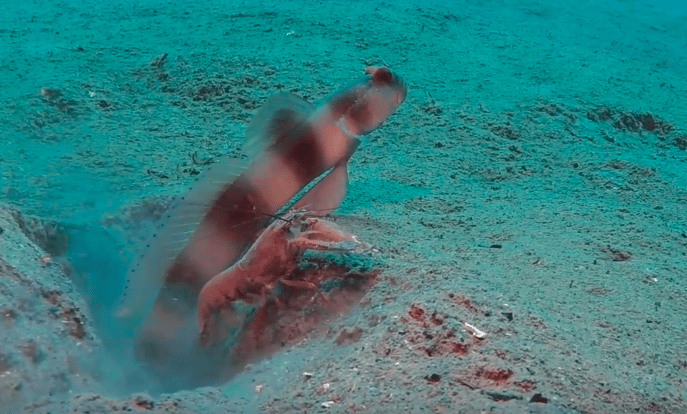 The Goby and the Shrimp – Living in Harmony