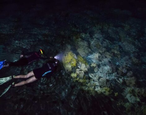 Night Snorkelling