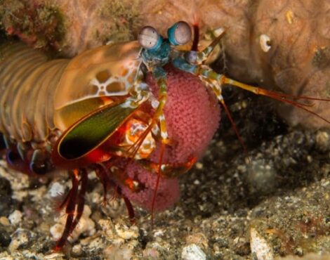 Crab Crunching Shrimps