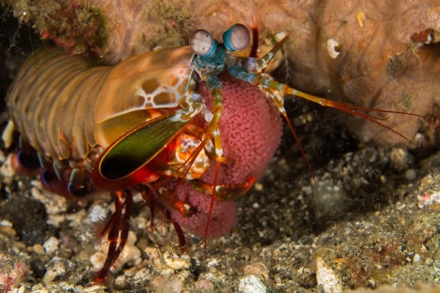 Crab Crunching Shrimps