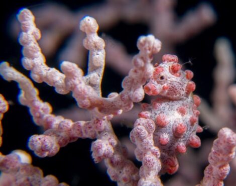 Miniature Living – Pygmy Seahorses