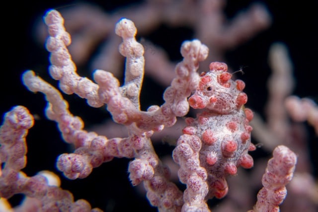 Miniature Living – Pygmy Seahorses