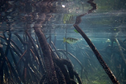Bunaken’s Mangrove Forests