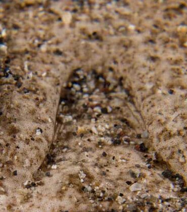 The Stargazer Fish: The Ugliest Fish