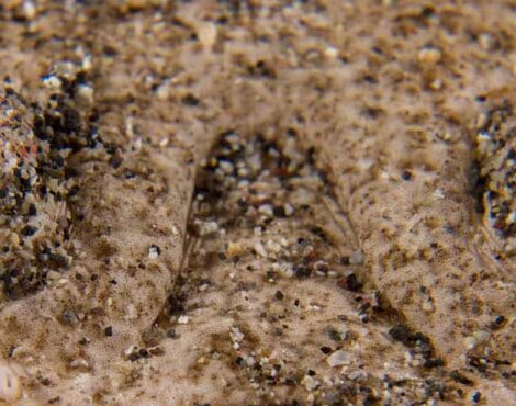 The Stargazer Fish: The Ugliest Fish