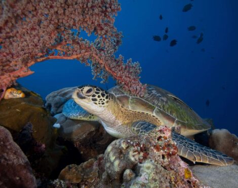 Turtles Paradise