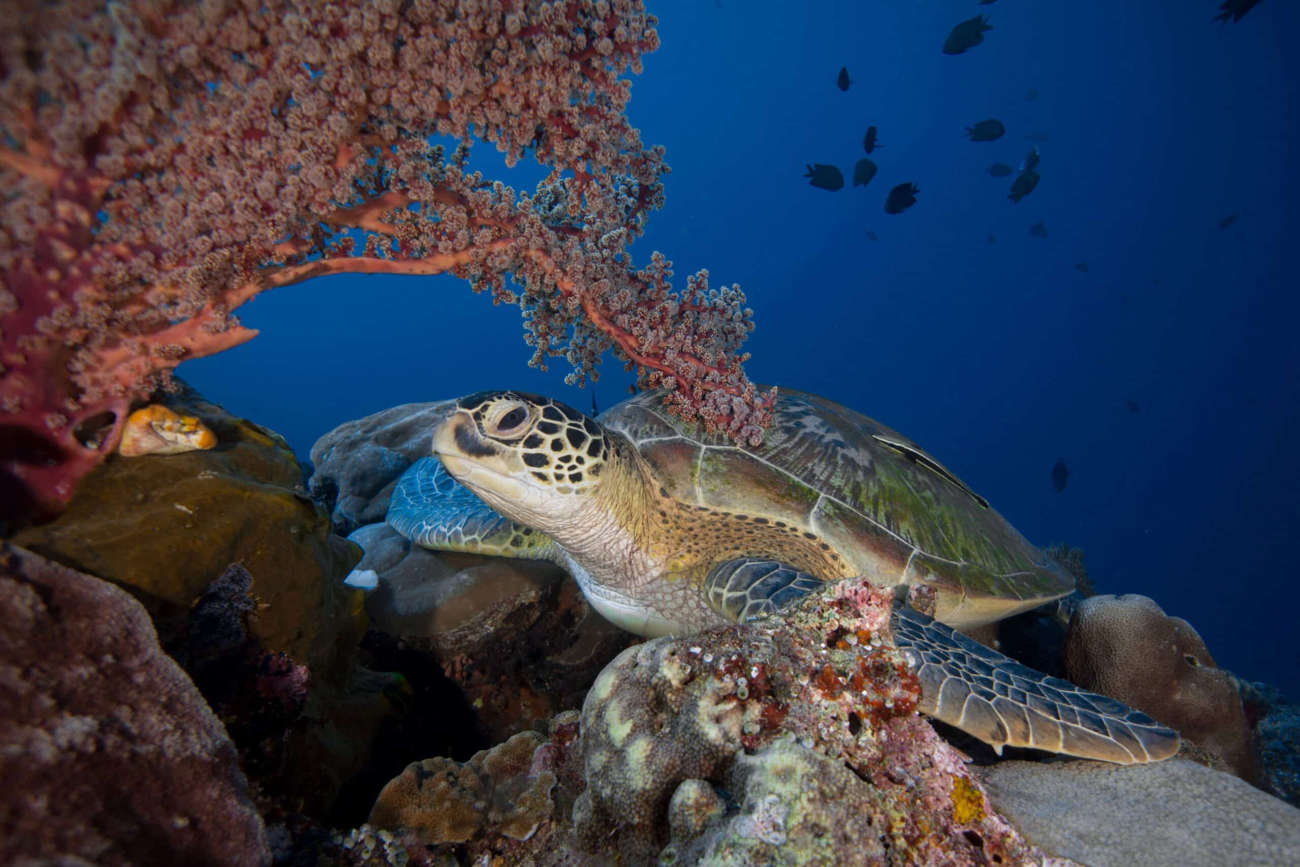 Turtles Paradise