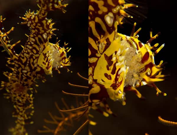 Ghost Pipefish