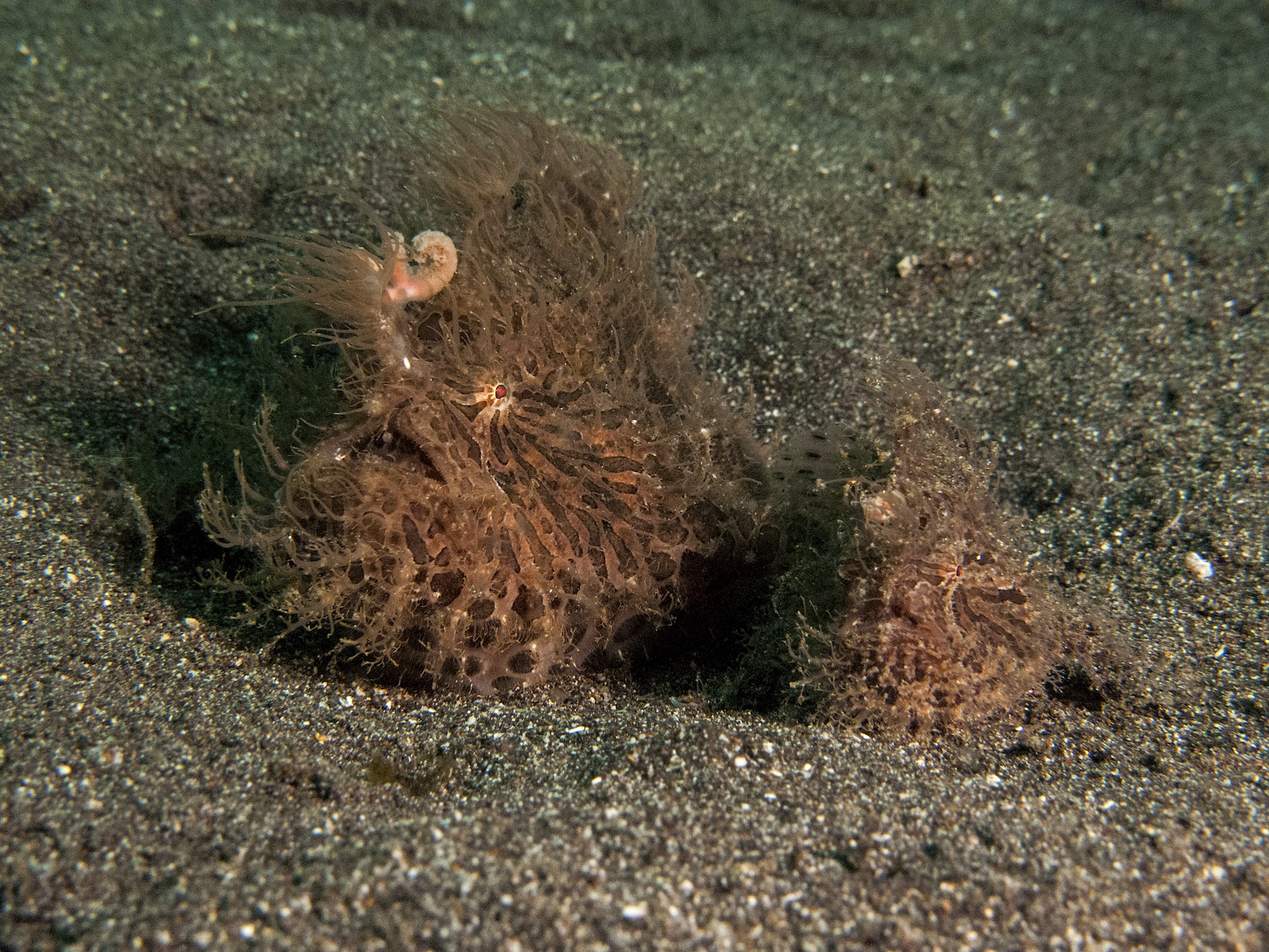 Unveiling the Hidden Treasures of Bunaken Marine Park: Exploring the Southern Section’s Muck Diving Delights