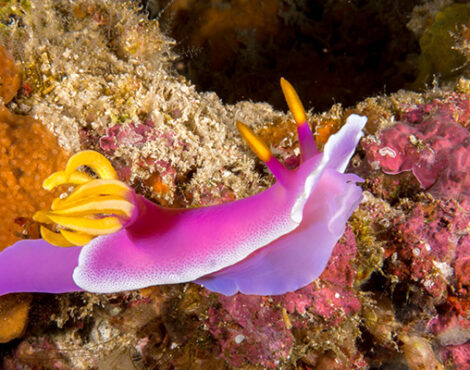 Macro Photography for Beginners