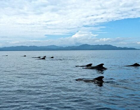 Short Finned Pilot Whales