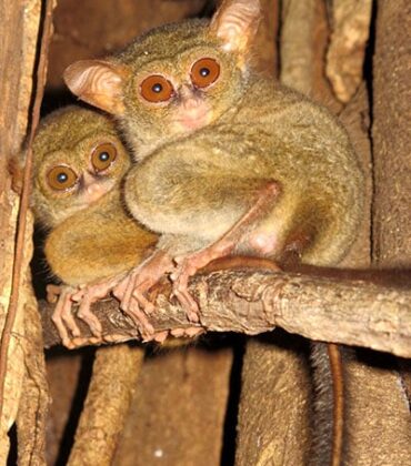 Exploring North Sulawesi’s Hidden Gems: Tangkoko Nature Reserve