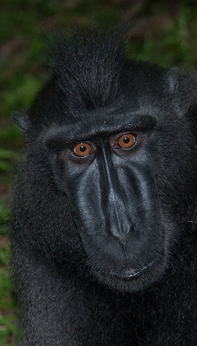 Exploring the Biodiversity of Bunaken National Park: From Marine Marvels to Terrestrial Treasures