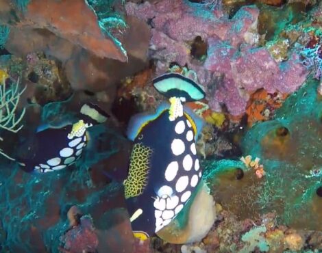 The Triggerfish of Bunaken Marine Park