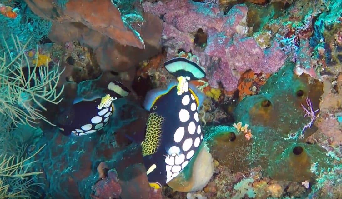The Triggerfish of Bunaken Marine Park