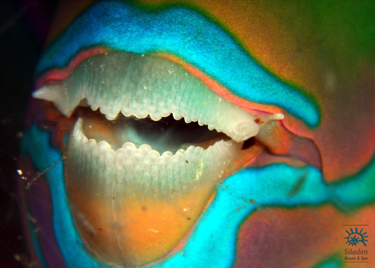 Parrotfish: Rainbow warriors of the reef