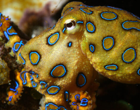 Bunaken’s Deadliest Critter