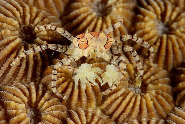 Bunakens Boxer Crabs