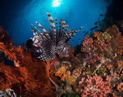 Bunaken’s Beautiful Lionfish