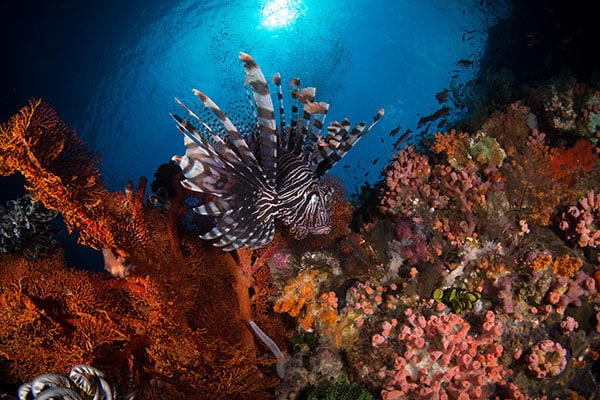 Bunaken’s Beautiful Lionfish
