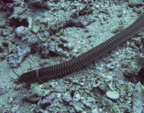 What lies beneath: the bobbit worm