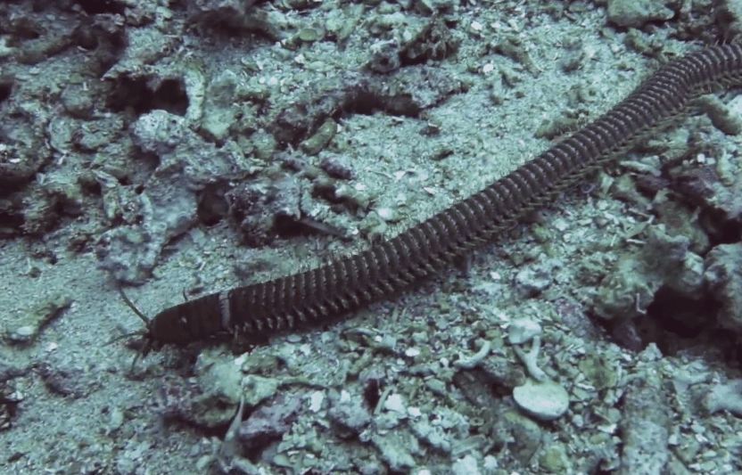 What lies beneath: the bobbit worm Siladen Resort & Spa Indonesia