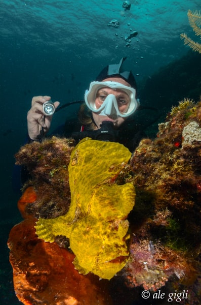 diving indonesia coral reef fish