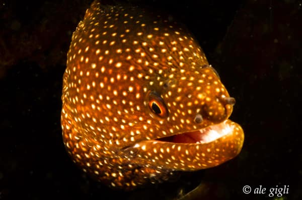 diving indonesia coral reef fish