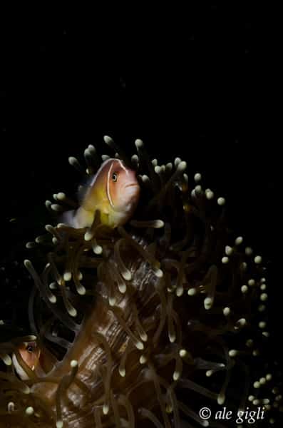 diving indonesia