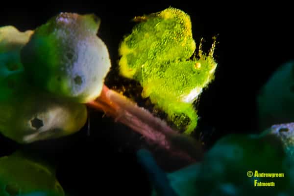 Algae Shrimp Siladen