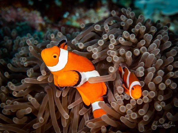 Anemone fish