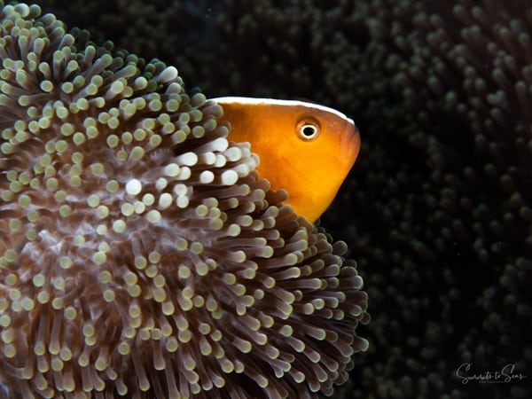 Anemone fish