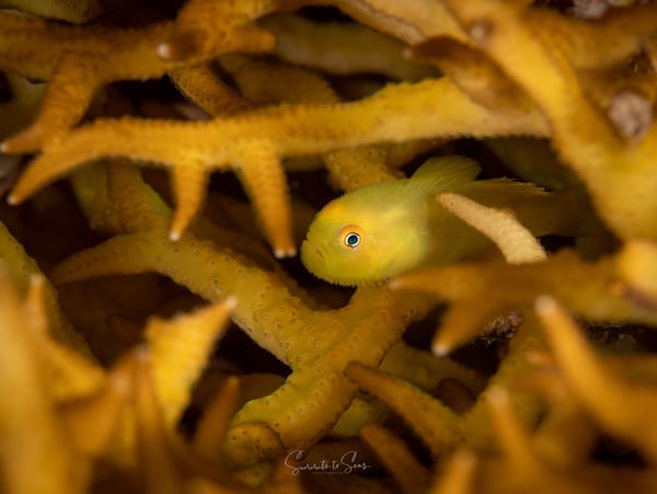 Bearded coral goby