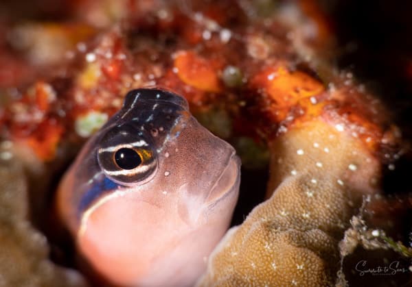 Blenny