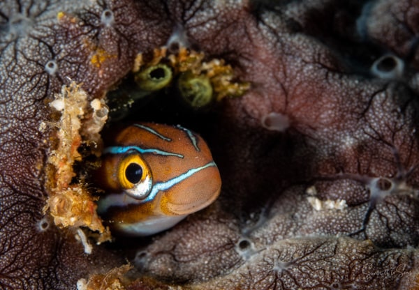 Blue stripe fang blenny