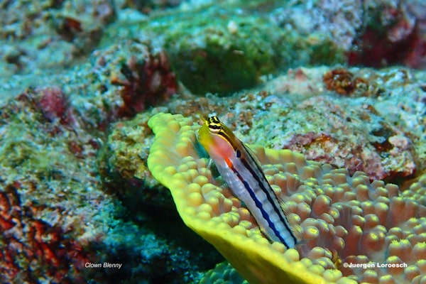 diving indonesia coral reef fish
