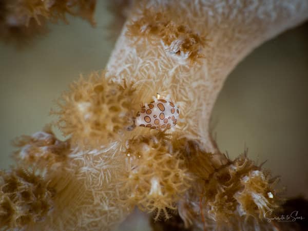 Cowrie shell