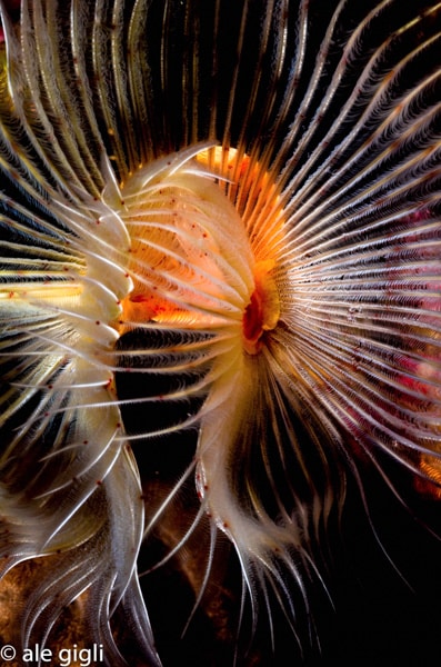 diving indonesia coral reef fish