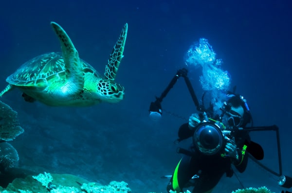 diving indonesia coral reef fish